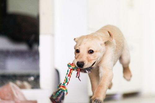狗子吃瓜被误伤视频播放,网友热议宠物安全饮食问题
