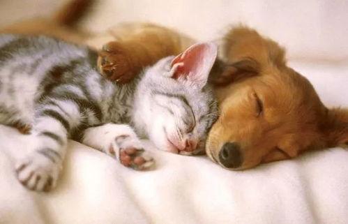 呆瓜小狗吃鸡蛋视频播放,萌态百出引网友爆笑