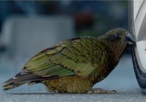 凯克鹦鹉吃蜜瓜视频大全,欢乐吃瓜瞬间大盘点