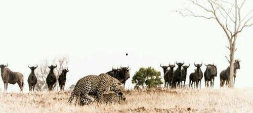 犀牛吃瓜的视频,瓜果飘香欢乐时光