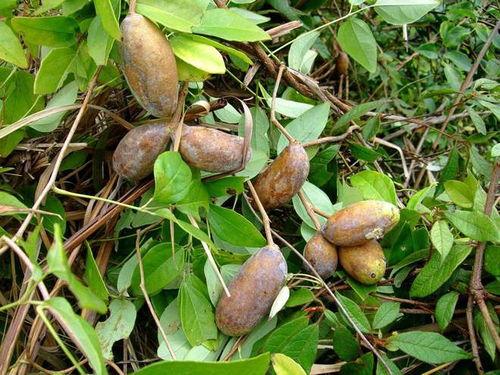 吃八月瓜相关视频